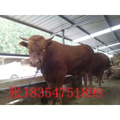 鲁西黄牛 肉牛价格 利木赞牛肉牛犊养殖场