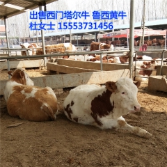 育肥牛犊 肉牛养殖基地 西门塔尔牛 鲁西黄牛 夏洛莱牛
