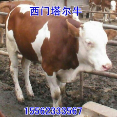 在河北省搞肉牛养殖！鲁西黄牛 夏洛莱牛肉牛犊养殖