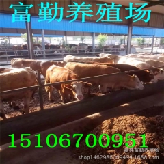 西门塔尔牛价格  利木赞牛 鲁西黄牛 出栏快  益养殖 适应...