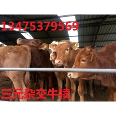 肉牛犊价格 自产自销鲁西黄牛 3个月肉牛犊好养殖吗