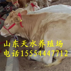 天水【肉牛养殖场】出售改良肉牛犊 鲁西黄牛 杂交黄牛牛犊