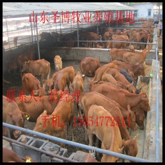 供应鲁西黄牛养牛成本 纯种鲁西黄牛价格 搞养殖就选鲁西黄牛
