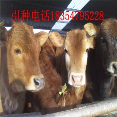 安顺市普定县肉牛养殖场 出售鲁西黄牛 鲁西黄牛肉牛犊多少钱一...