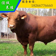 低价出售利木赞牛牛犊 改良肉牛犊 鲁西黄牛 三元杂交牛