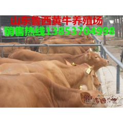 山东最大的繁殖母牛养殖场 哪个品种的母牛养殖效益高 鲁西黄牛