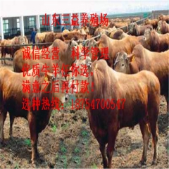 黑龙江鲁西黄牛 鲁西黄牛养殖 鲁西黄牛价格 西门塔尔牛 夏洛...