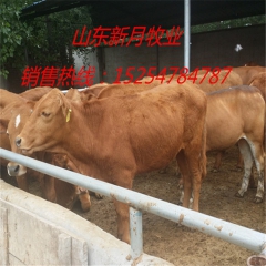 鲁西黄牛批发价格，哪里可以买到纯种鲁西黄牛