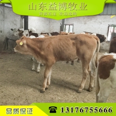 益博养殖场专业养殖鲁西黄牛 价格便宜各个品种专业小牛犊 肉牛
