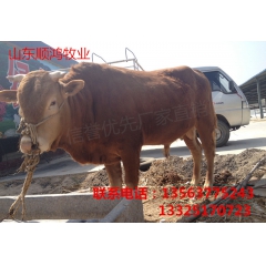 山东鲁西黄牛  山东鲁西黄牛养殖基地直销 山东哪里有卖鲁西黄...