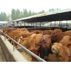 标准化肉牛基地供应优质鲁西黄牛 黄牛牛犊 鲁西黄牛养殖技术