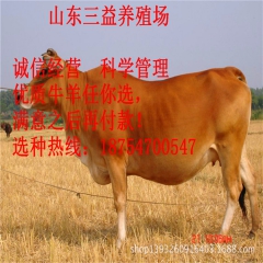 四川省鲁西黄牛 鲁西黄牛养殖 鲁西黄牛价格 西门塔尔牛 夏洛...