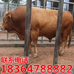 山东特产品种牛—鲁西黄牛 价格低 长势快 肉质鲜美  养殖好...