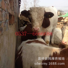 西门塔尔牛,鲁西黄牛,养牛,波尔山羊,肉牛价格,山东肉牛养殖