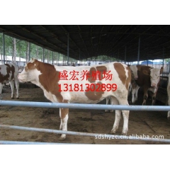 嘉祥县盛宏养殖场常年养殖供应鲁西黄牛 肉牛 小牛苗