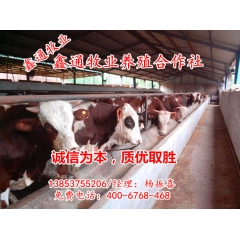 出售纯种鲁西黄牛  鲁西黄牛  黄牛犊价格