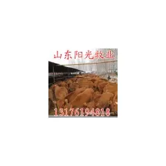 鲁西黄牛，鲁西黄牛肉牛价格，鲁西黄牛肉牛多少钱一头