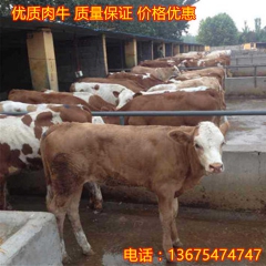 嘉祥养殖厂家急售优质鲁西黄牛 成年鲁西黄牛肉牛批发 货到付款