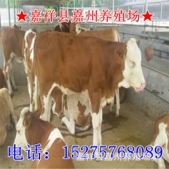 山东牛场出售 鲁西黄牛 鲁西黄牛母牛 西门塔尔牛 夏洛莱牛犊