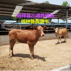 2016年大量供应鲁西黄牛 2016年鲁西黄牛出栏价格