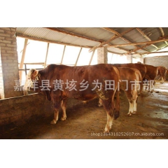 鲁西黄牛  成年鲁西黄牛的饲养注意事项   牛犊的育肥