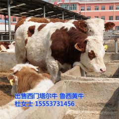 纯种西门塔尔牛 出售   三元杂交肉牛  鲁西黄牛 免费送货...