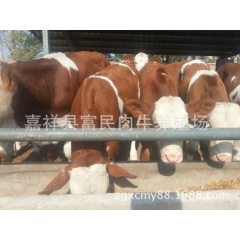 大量供应改良肉牛 鲁西黄牛 免费运输