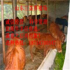 江苏省鲁西黄牛 鲁西黄牛养殖 鲁西黄牛价格 西门塔尔牛 夏洛...