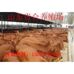 黄牛养殖 肉牛鲁西黄牛 肉牛犊 种牛养殖
