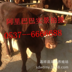 鲁西黄牛,鲁西黄牛价格-山东鸿雁鲁西黄牛养殖场出售鲁西黄牛犊