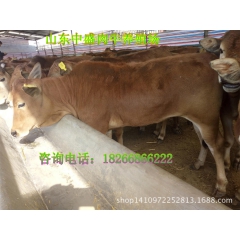 改良牛犊品种有、鲁西黄牛 西门塔尔牛 利木赞牛多少钱一头