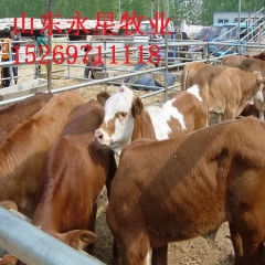 肉牛养殖快速增肥技术广东适合养殖什么品种的肉牛犊改良鲁西黄牛