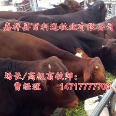 低价出售利木赞牛牛犊 改良肉牛犊 纯种鲁西黄牛 三元杂交牛