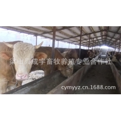 成宇牧业 科学饲养 低价出售种牛 鲁西黄牛