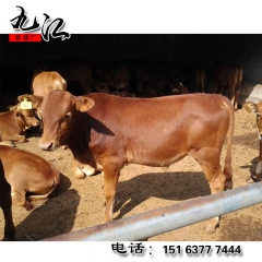 火爆销售肉牛犊 小黄牛 小肉牛鲁西黄牛 肉牛养殖场 欢迎您