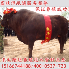 改良鲁西黄牛肉牛犊价格 大型黄牛繁育基地常年供应纯种鲁西黄牛