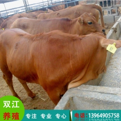 山东双江优质鲁西黄牛 选用优质种牛 品种优良保教技术