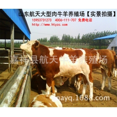【种牛品种】西门塔尔牛种牛，利木赞牛，鲁西黄牛，一头起批