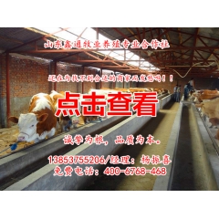鲁西黄牛种牛 鲁西黄牛 牛犊价格
