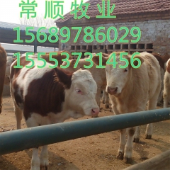 纯种鲁西黄牛  种牛 云南可以养殖 西门塔尔牛 吗