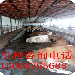 急售1300头牛苗 鲁西黄牛 免费送货到家 指导养牛技术资料...