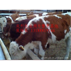 优良育肥肉用牛种牛品种 西门塔尔牛 利木赞牛 夏洛莱牛 鲁西...