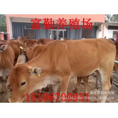 销售鲁西黄牛 效益分析 鲁西黄牛多少钱一头