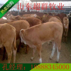 肉牛养殖场现有杂交牛养殖优势 鲁西黄牛 肉牛犊 专业技术人员