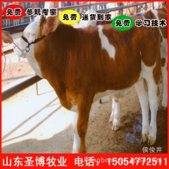本基地出栏一批；育肥肉牛犊 西门塔尔牛 鲁西黄牛 圣博养殖场