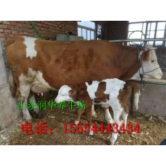 供应西门塔尔牛 鲁西黄牛 肉牛犊价格 肉牛饲养技术 免费运