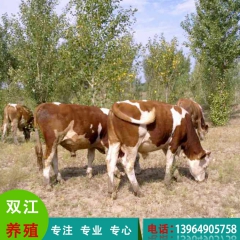 双江养殖场供应鲁西黄牛 高产肉牛 养殖优质牛 欢迎来电订购