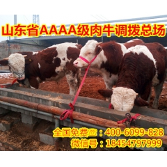 贵州适合养殖什么肉牛品种—鲁西黄牛，黄牛肉牛出肉率怎么样