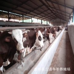 三通养殖场大量供应鲁西黄牛 鲁西黄牛全国最低出栏价格