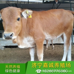 广东鲁西黄牛【新价格】鲁西黄牛 牛苗 西门塔尔牛 牛犊产品